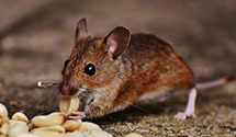 24 Hour & Emergency Exterminators in Colony, KS